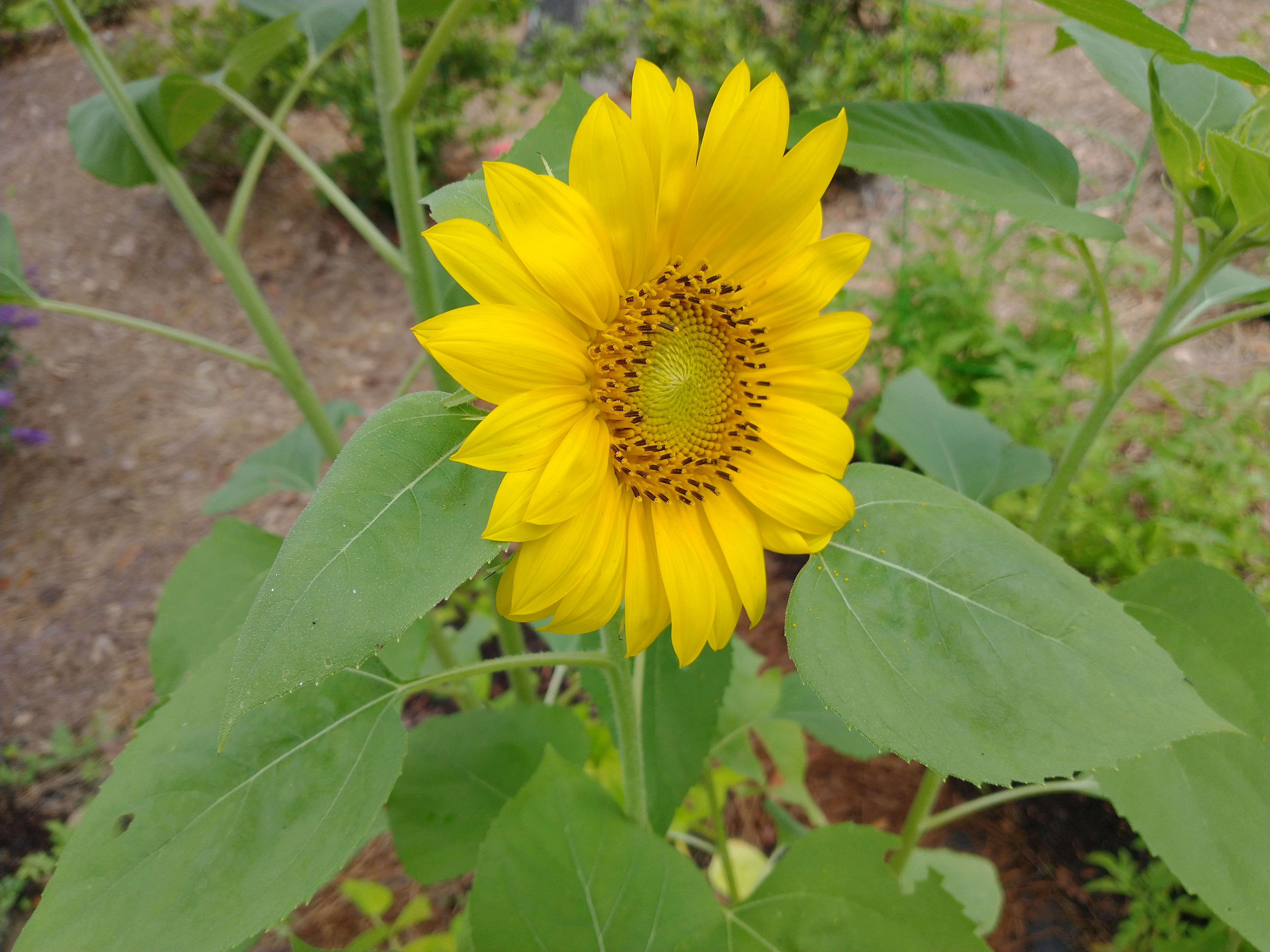 A sunflower from my garden.